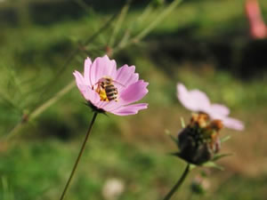 ʹ����������������ʻ���ͼ��